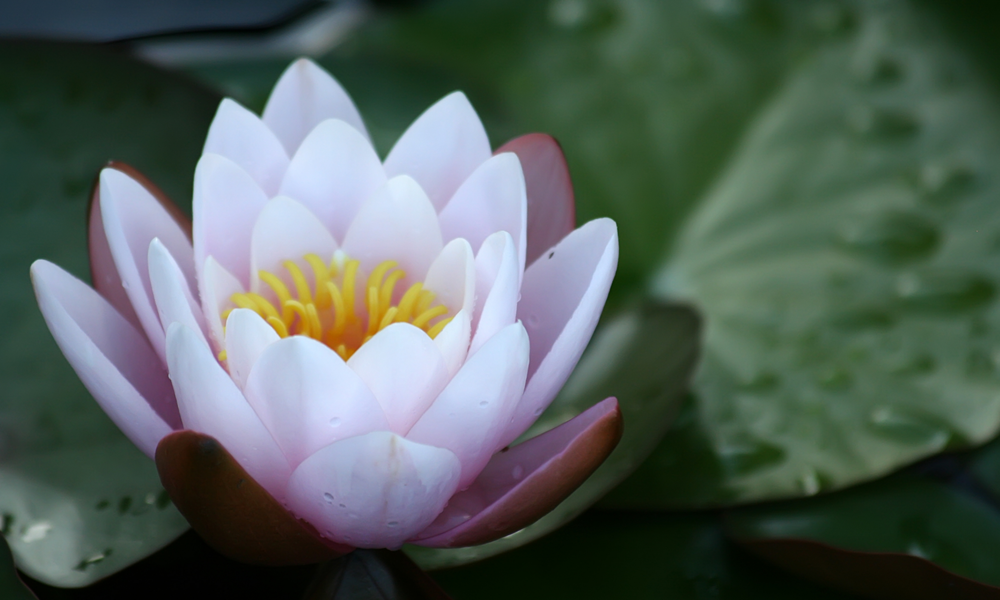 Lotus-Bakım-Çiçek