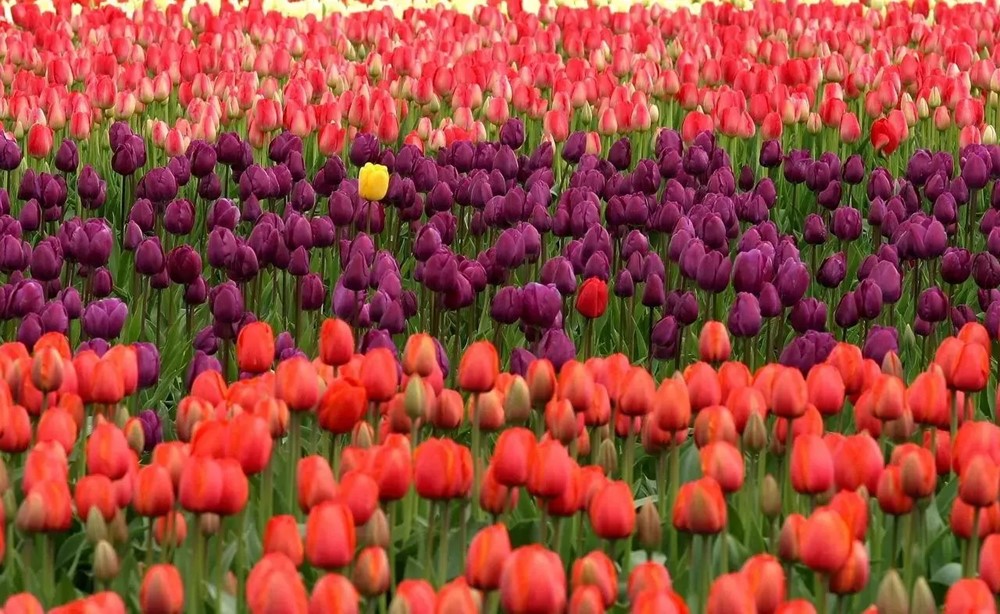 Lale-Tulip-Çiçek